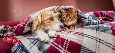 Hund und Katze ruhen einträchtig unter einer Decke